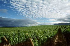 金沙(61665·JS认证)娱场城-Macau Store